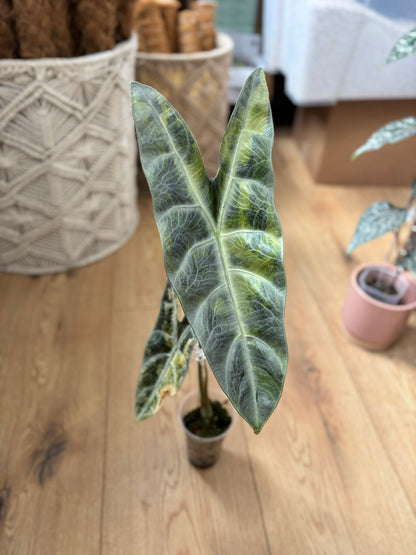 Alocasia Rhizom Longiloba Silver Aurea