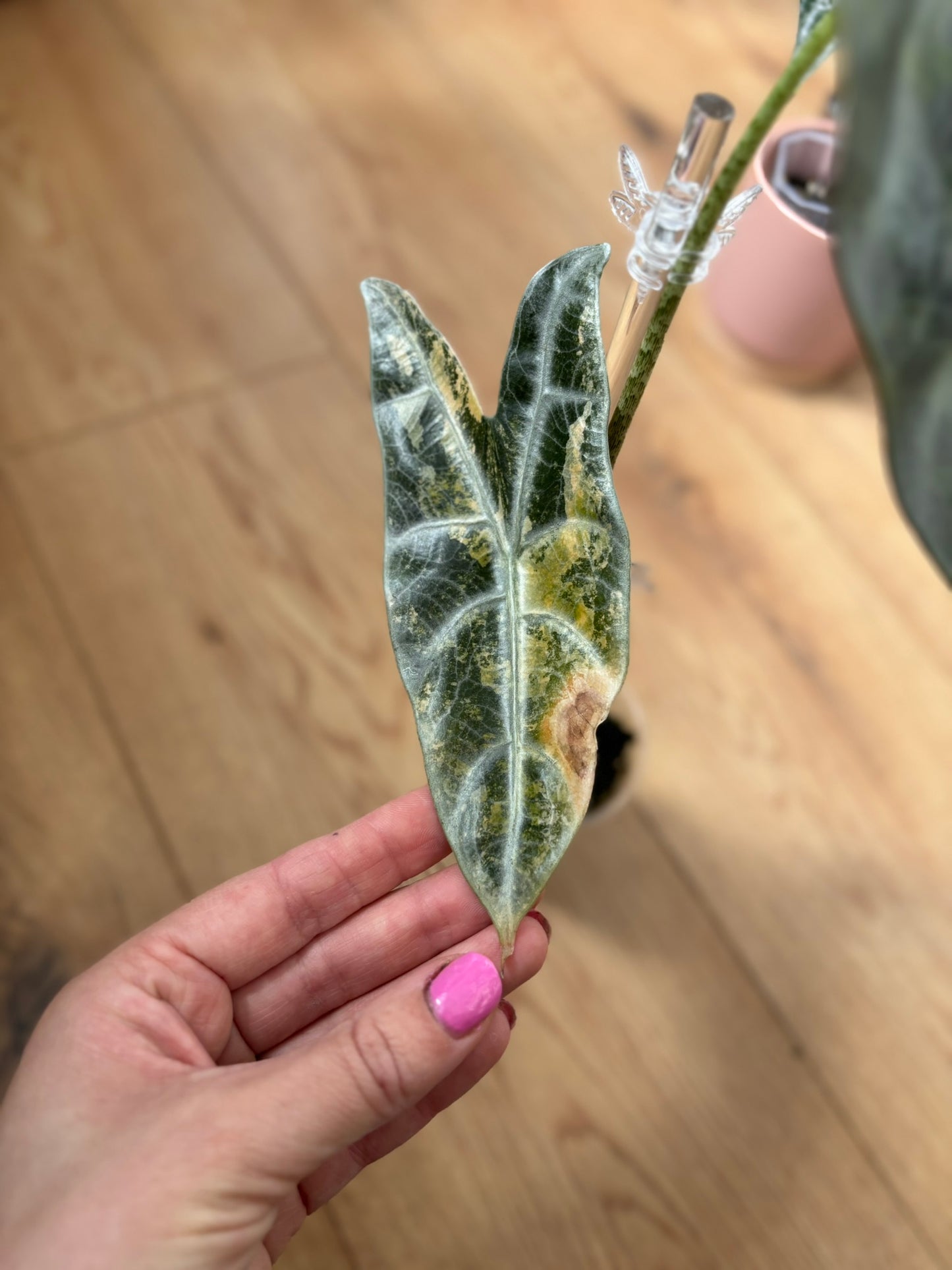 Alocasia Rhizom Longiloba Silver Aurea