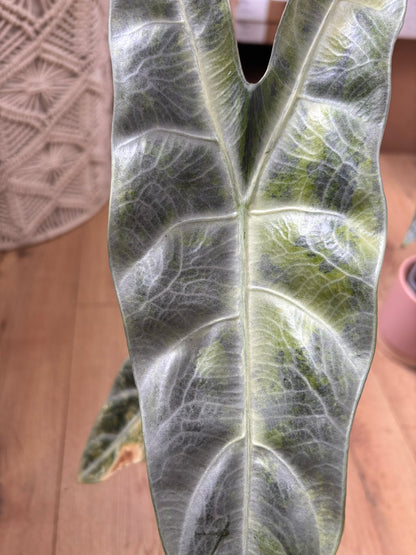 Alocasia Rhizom Longiloba Silver Aurea