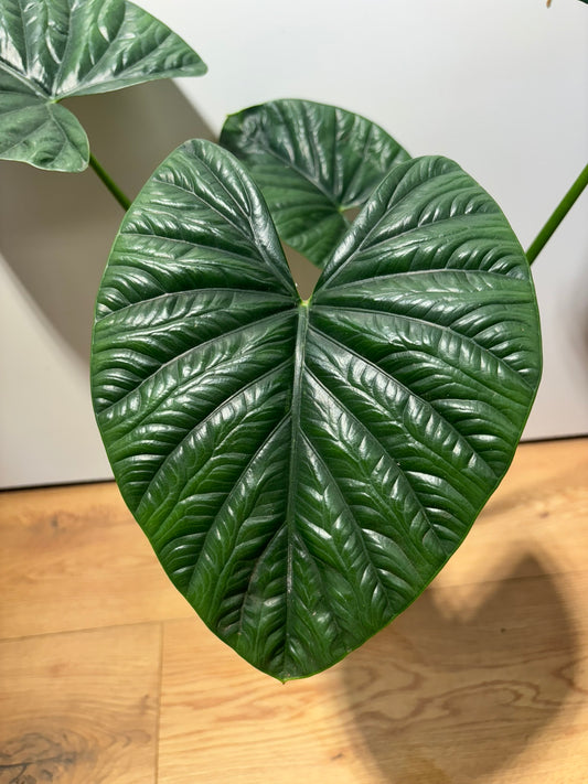 Alocasia Rhizom Lukiwan