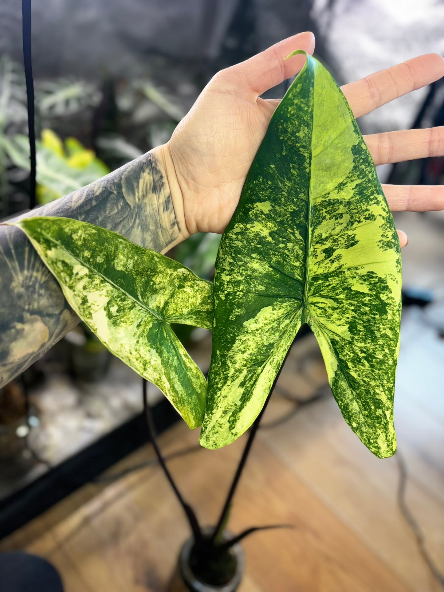 Rhizome d'Alocasia, Écaille de Dragon, Poussière d'Étoile