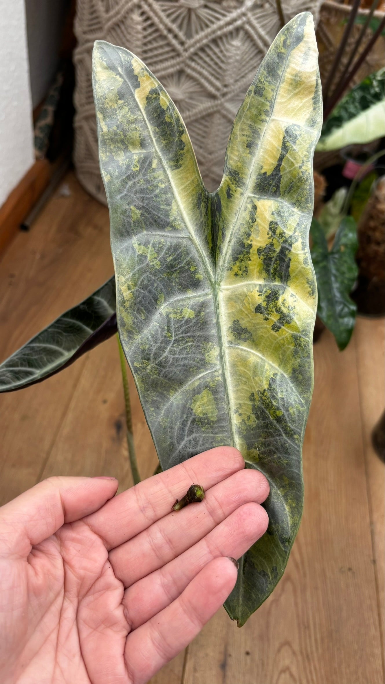 Alocasia Rhizom Longiloba Silver Aurea