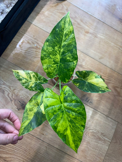 Alocasia Rhizome Heterophylla Corazon