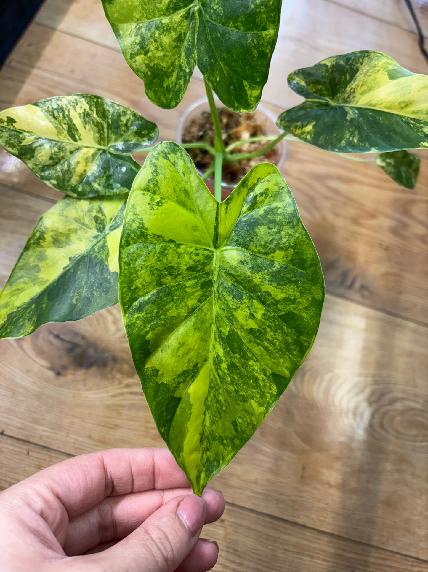 Alocasia Rhizome Heterophylla Corazon