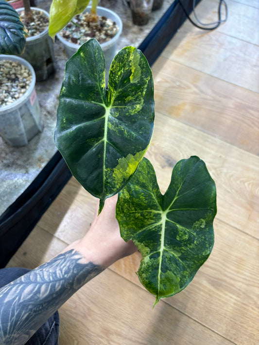 Alocasia Rhizom Dorayaki Aurea