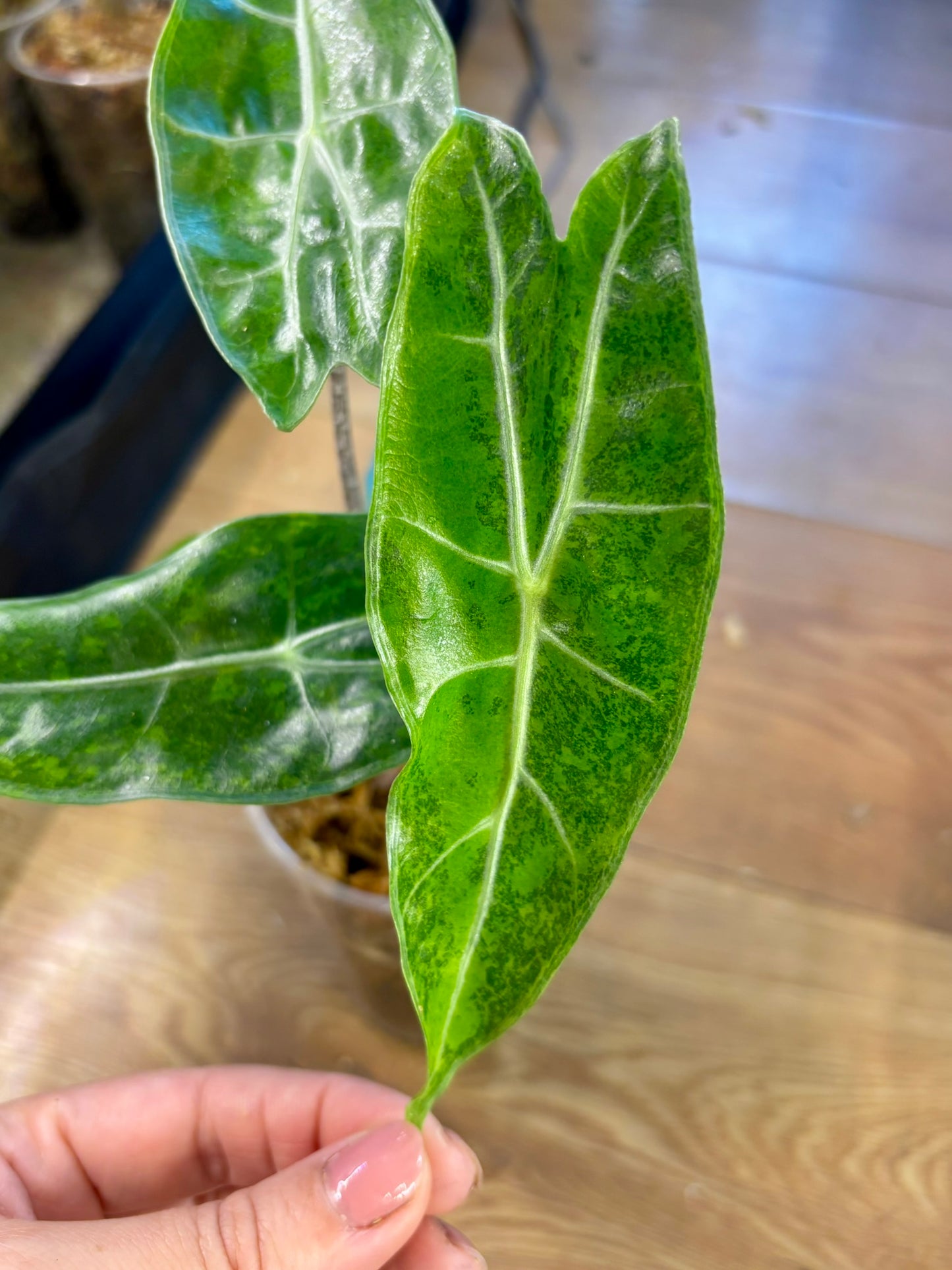 Alocasia Dorayaki Rhizome