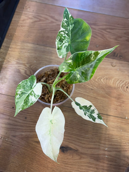 Alocasia Dorayaki Rhizome