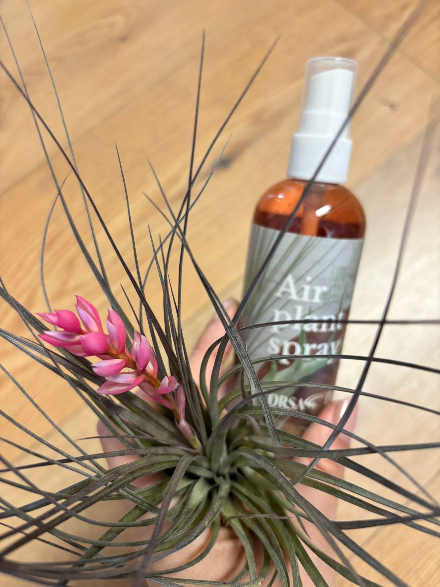 TILLANDSIA SPRAY | Fertilizer for air plants