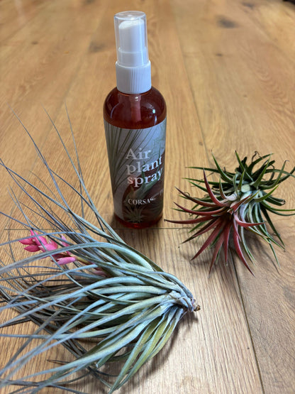 TILLANDSIA SPRAY | Fertilizer for air plants