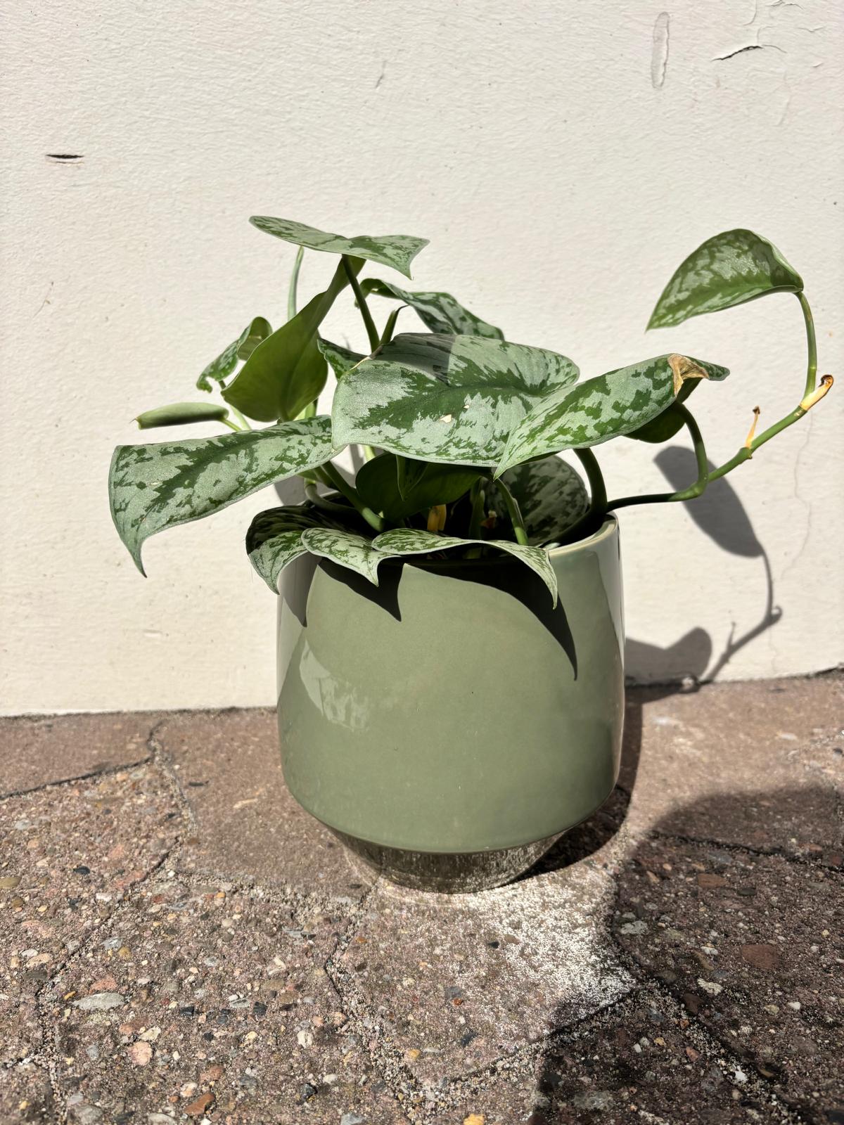 ELVA | Blumentopf