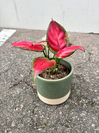 TAMO VERDE | Flowerpot
