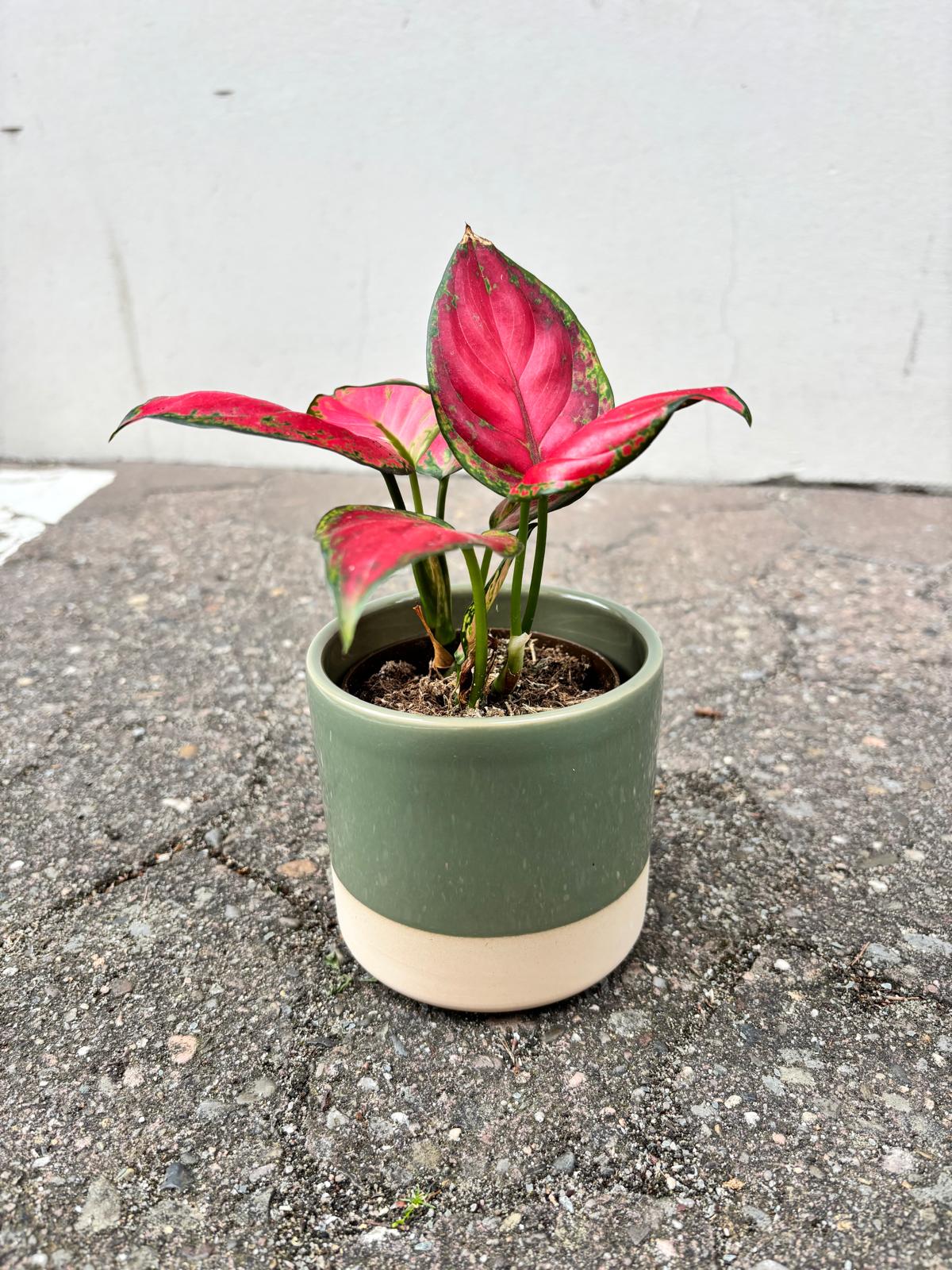 TAMO VERDE | Flowerpot