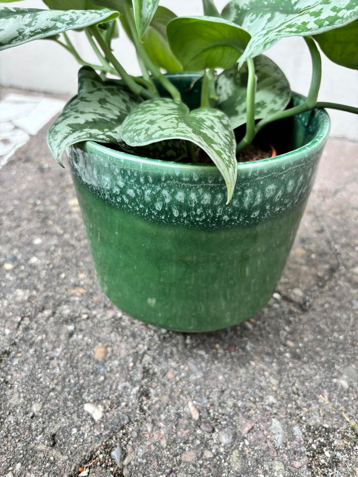 MIRAE PLUS GREEN | Blumentopf