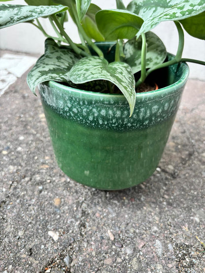 MIRAE PLUS GREEN | Blumentopf