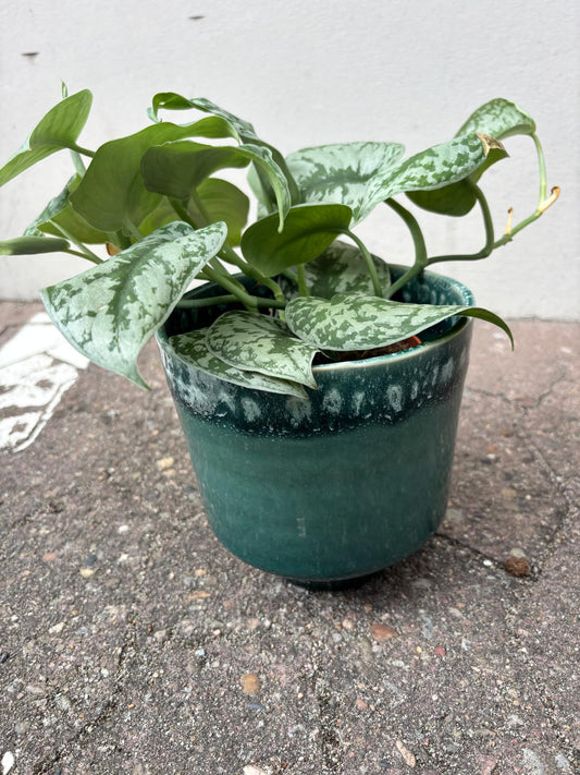 MIRAE PLUS | Blumentopf