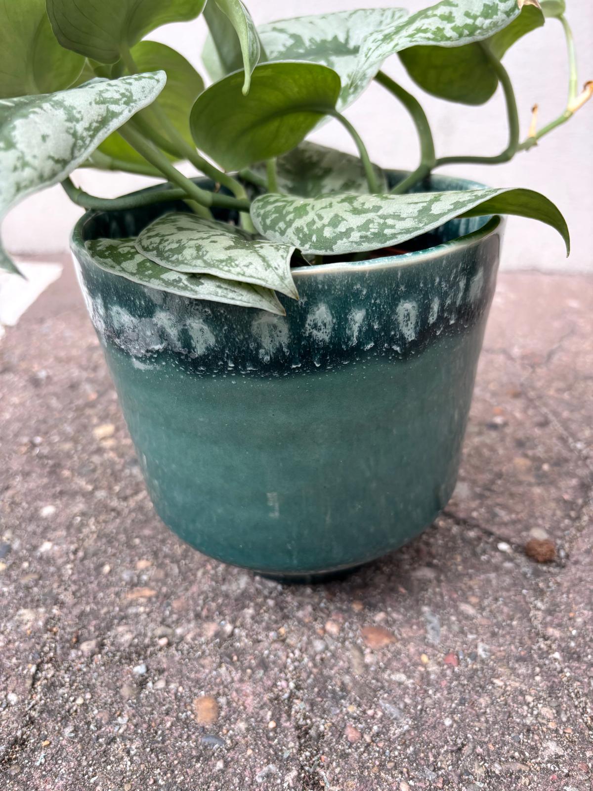 MIRAE PLUS | Blumentopf
