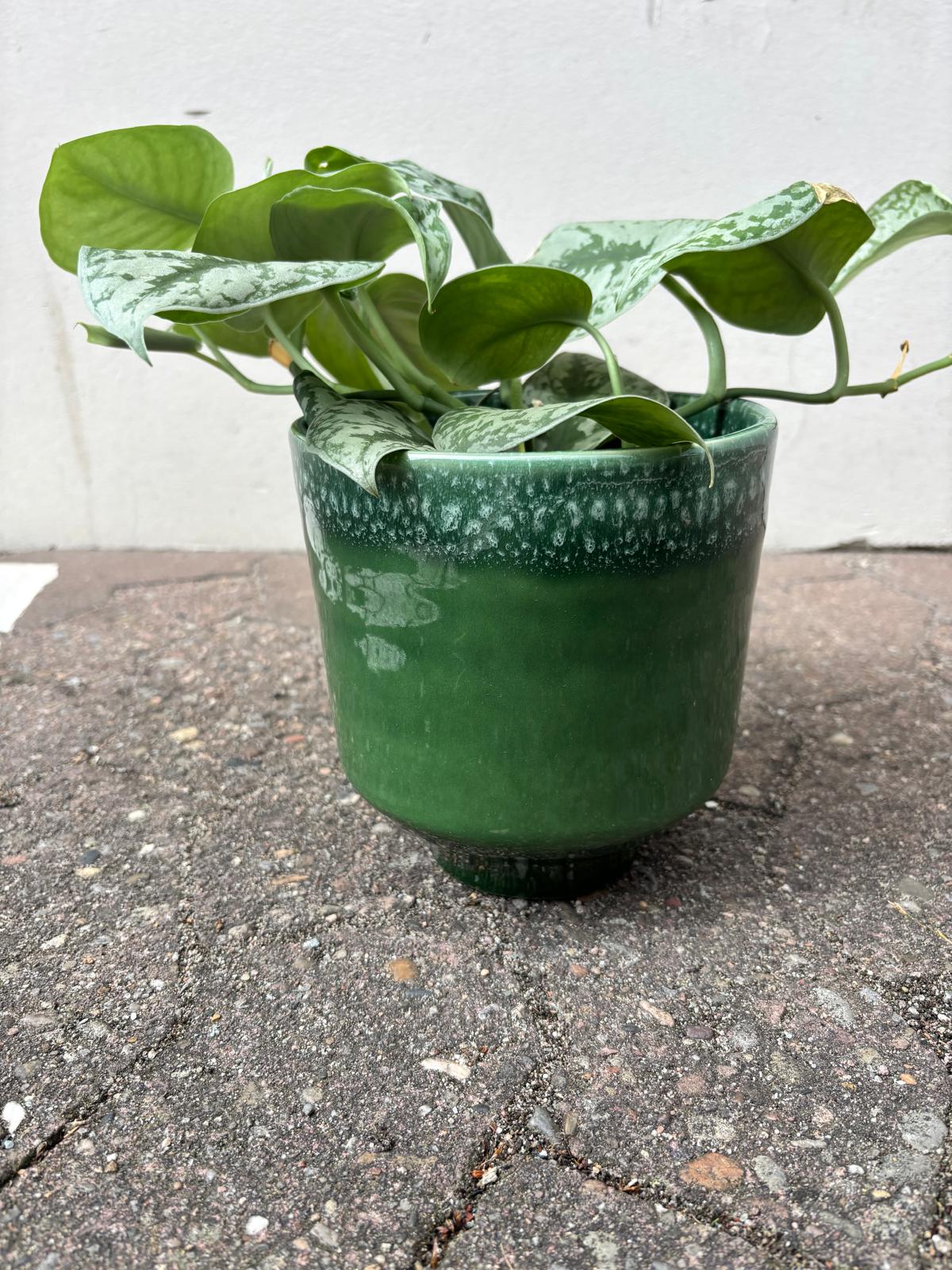 MIRAE PLUS GREEN | Blumentopf