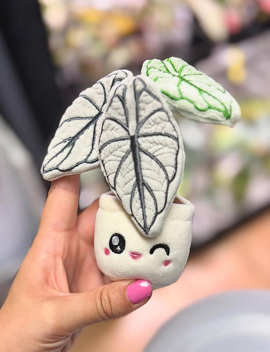 ALOCASIA SILVER DRAGON | Pflanzenschlüsselanhänger