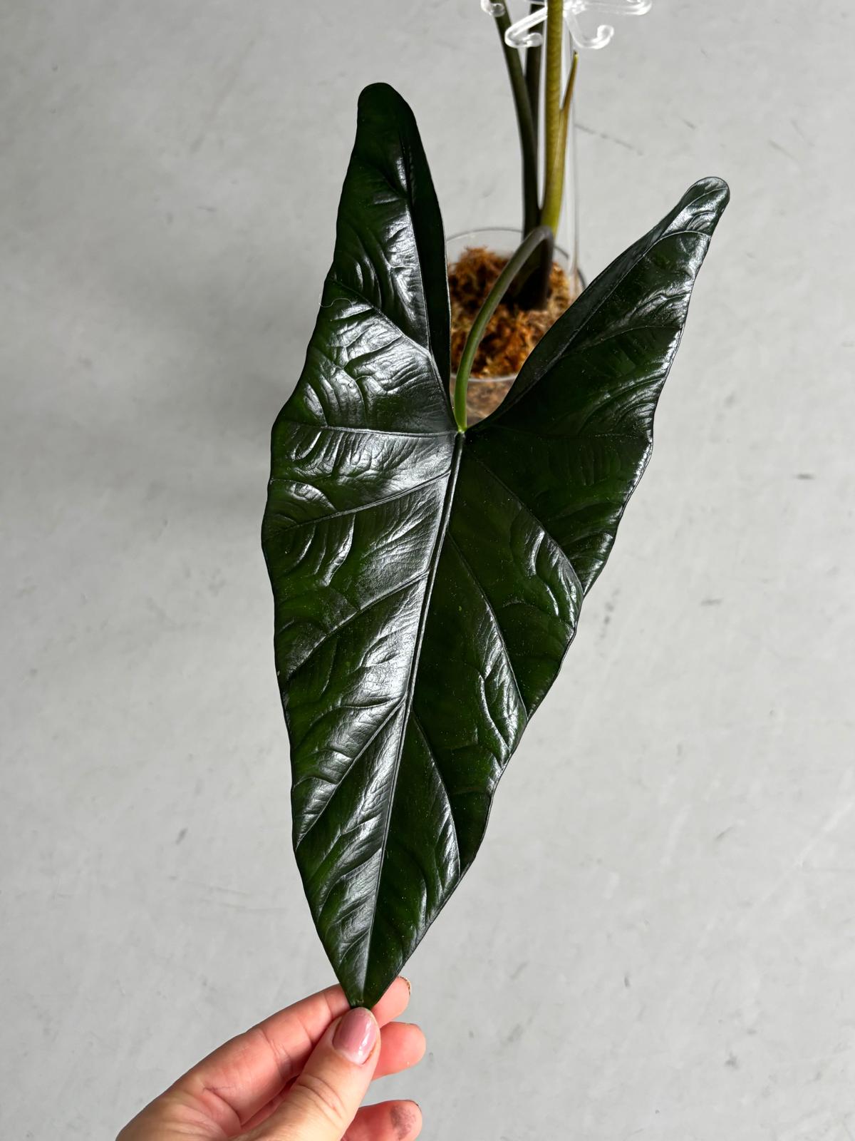 Alocasia Rhizom Simpo