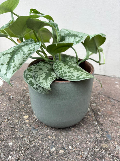 TARO | Blumentopf