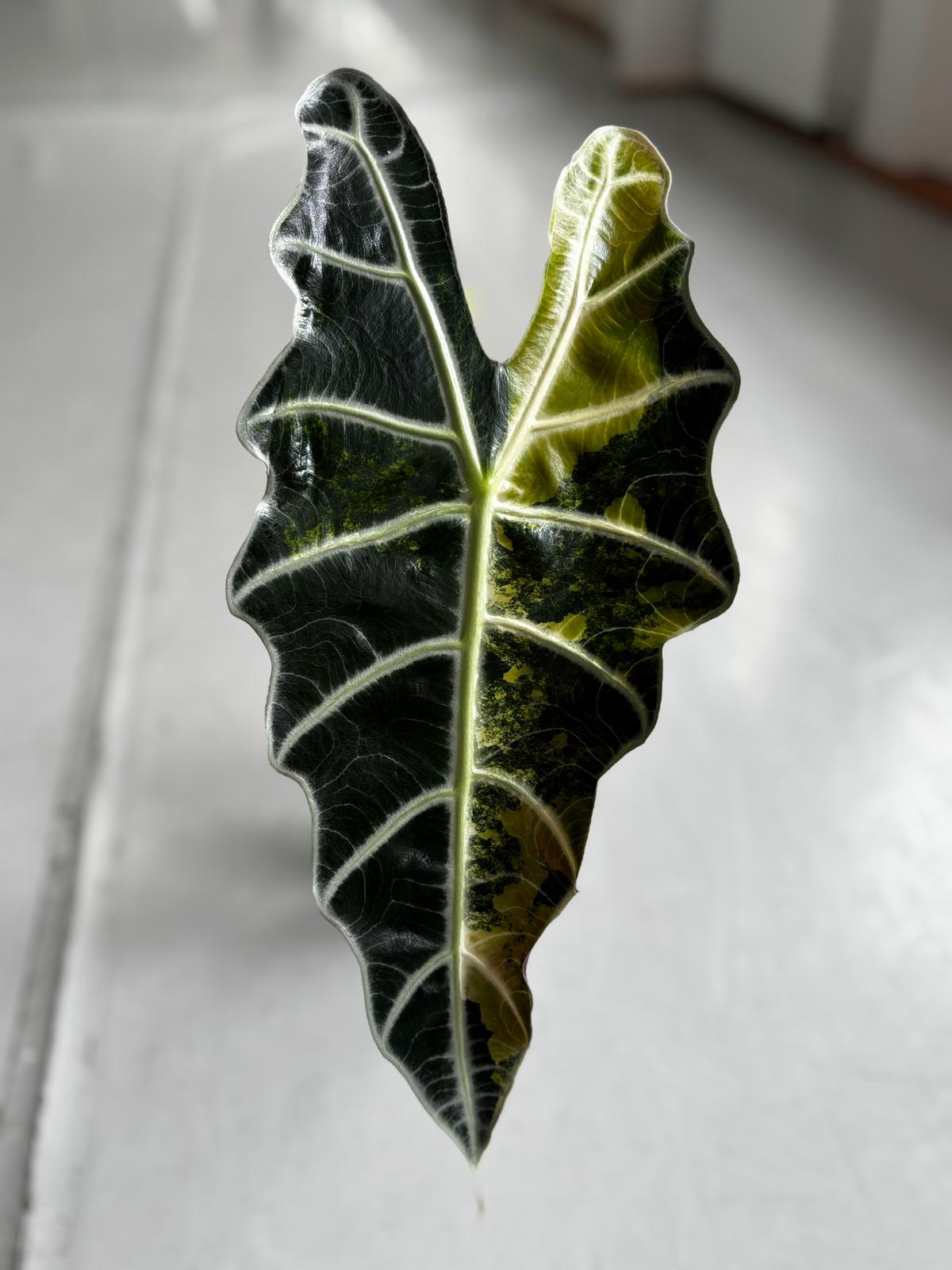 Alocasia Rhizom Amazonica Aurea