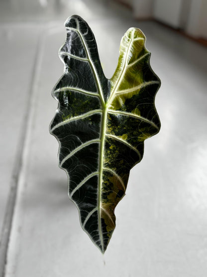Alocasia Rhizom Amazonica Aurea