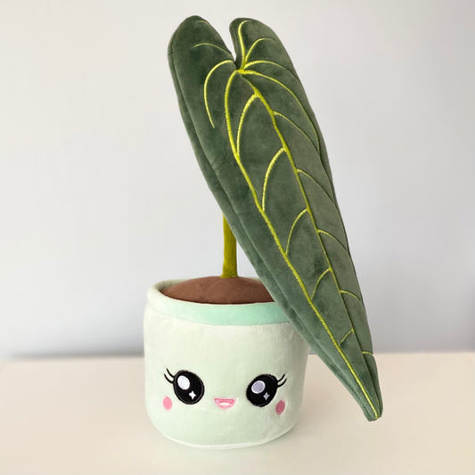 ANTHURIUM "QUEEN" WAROCQUEANUM | Pflanzenstofftier
