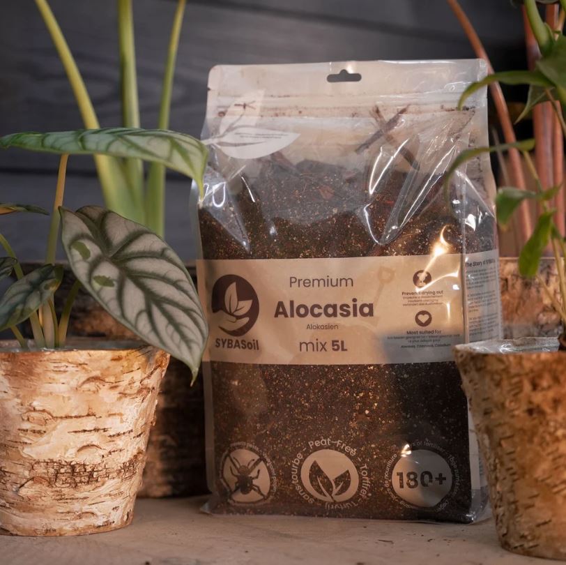 ALOCASIA MIX | Substrat für Alokasien