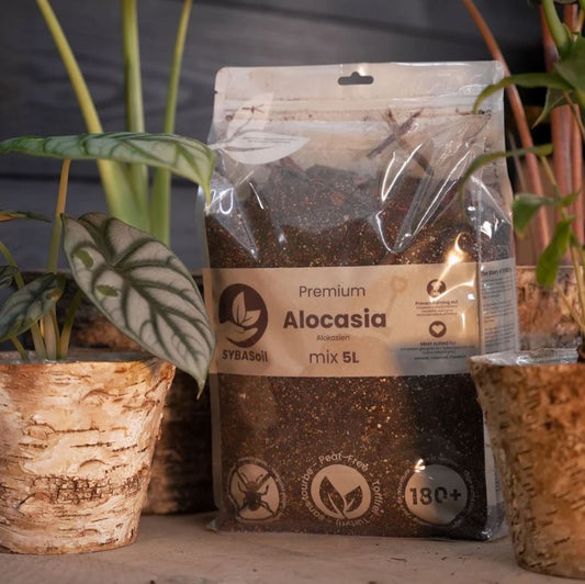 ALOCASIA MIX | Substrat für Alokasien