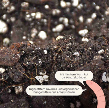 ANTHURIUM MIX 5L | Substrat für Anthurien