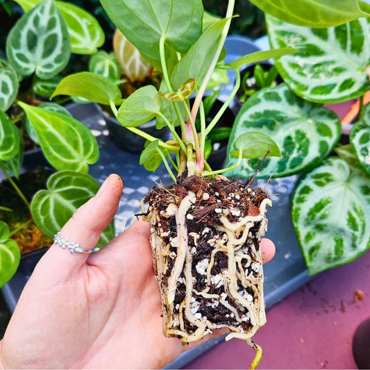 ESSENTIAL AROID MIX 8,5 L | Substrat de qualité supérieure pour aroïdes de Plantscraper