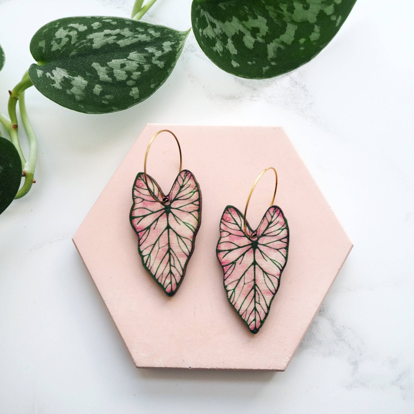 CALADIUM CREOLEN | GOLD