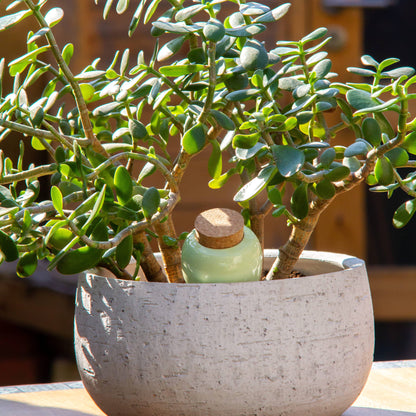 REFRESHING GREEN | Olla Wasserspender