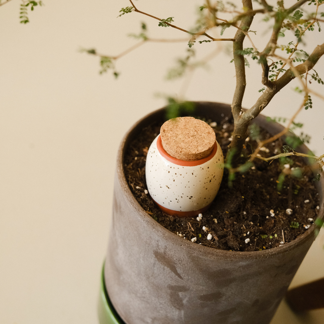 NATURAL TRIO | 3er Set Mini Olla Wasserspender