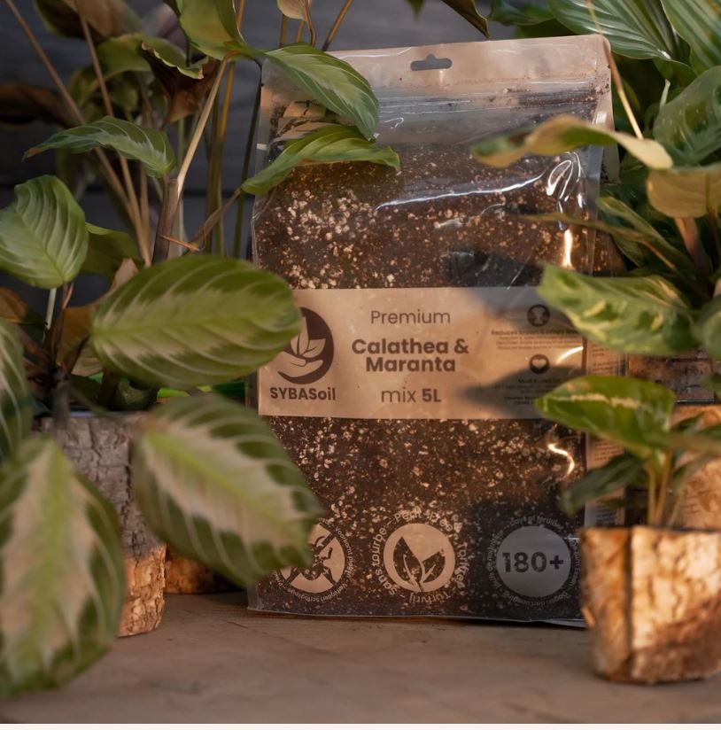 CALATHEA & MARANTA MIX 5L | Substrat für Calatheas & Maranten
