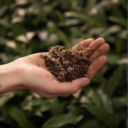 CARNIVOREN MIX 5L | Substrat für fleischfressende Pflanzen