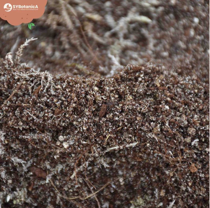 CARNIVOREN MIX 5L | Substrat für fleischfressende Pflanzen