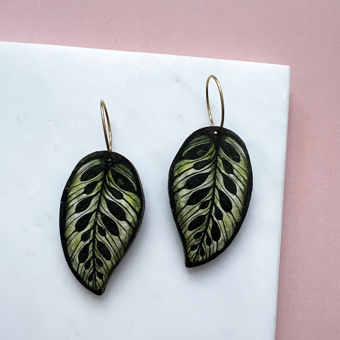 CALATHEA MAKOYANA CREOLEN GREEN | GOLD