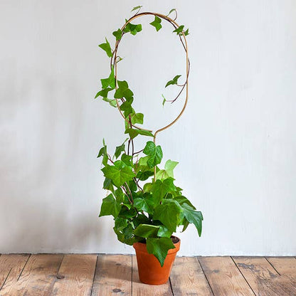 ARCH | Golden Trellis XL