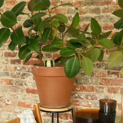 SHADES OF GREEN | Olla Wasserspender