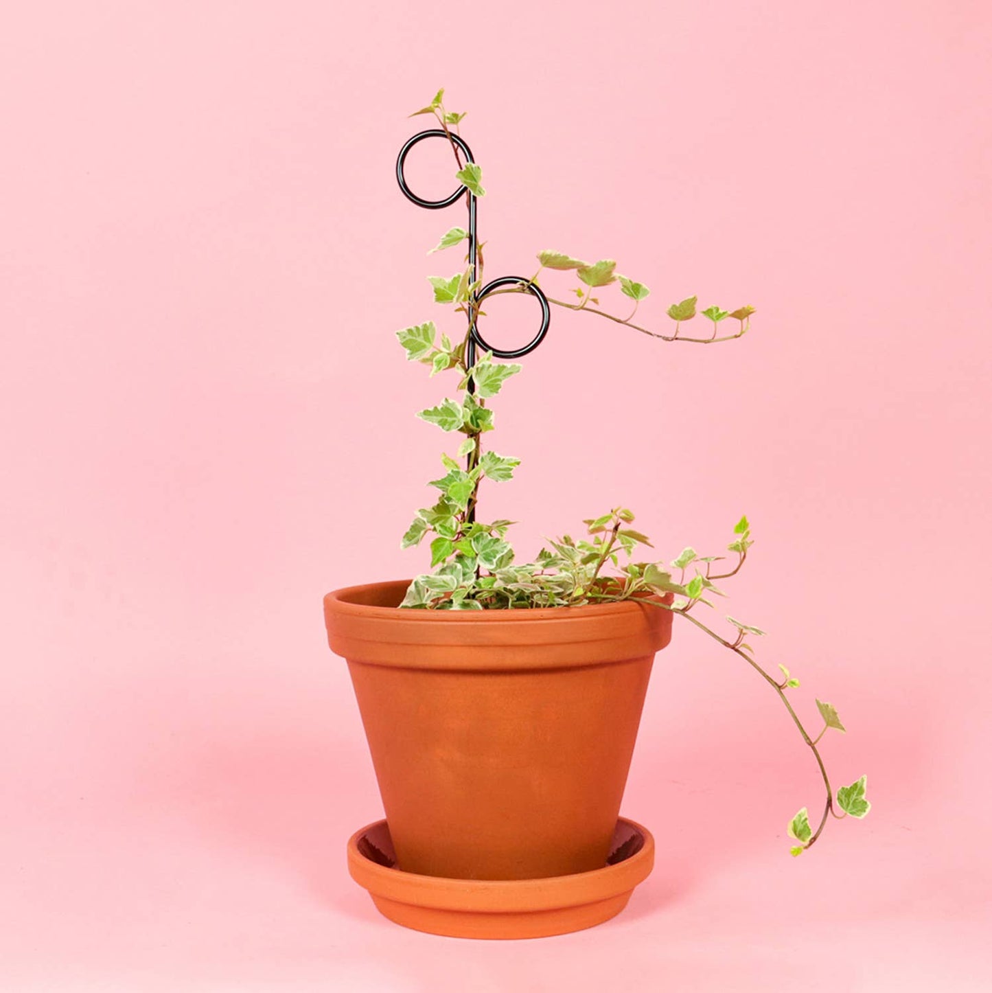 PERCH | Black trellis