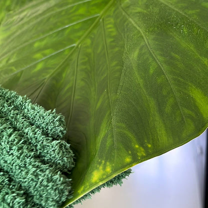 LEAF LOVE | Dusting gloves for plants