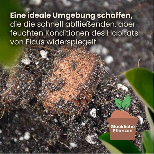 FICUS MIX 5L | Substrate for fig trees, palms, peperomia & money trees