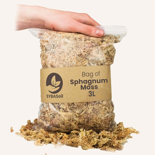 MOUSSE DE SPHAGNUM
