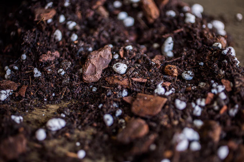 SUPREME AROID MIX 8,5L | Premium Substrat für Aroids von Plantscraper