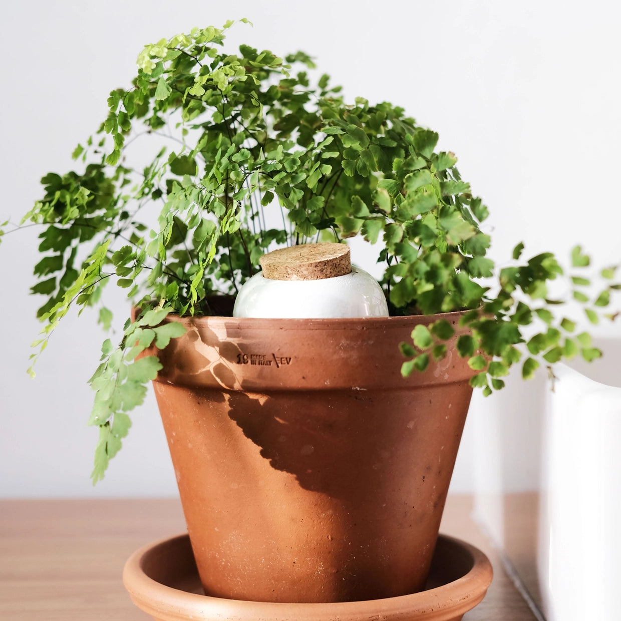 PURE WHITE | Olla Wasserspender